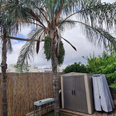 עץ דקל עם ענפים יבשים שזקוקים לגיזום