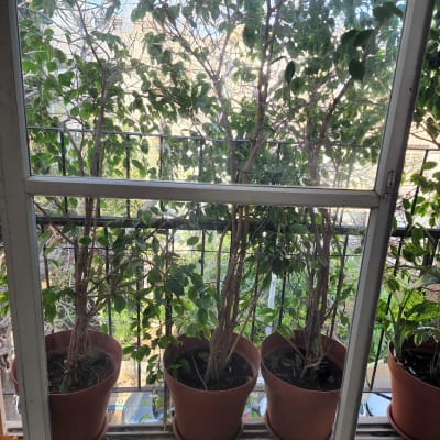 עציצים על אדן חלון זכוכית עם נוף של צמחים בחוץ