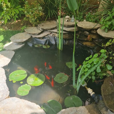 בריכת דגים עם צמחי מים ודגי זהב