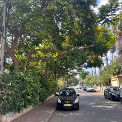 ענף עץ גדול תלוי מעל מכונית חונה ברחוב