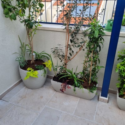 עציצים עם צמחים ירוקים במרפסת