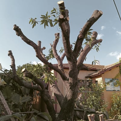 עץ גזום עם ענפים חתוכים לאחר גיזום