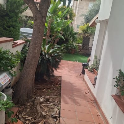 עץ גדול בגינה עם שביל מרוצף בצד