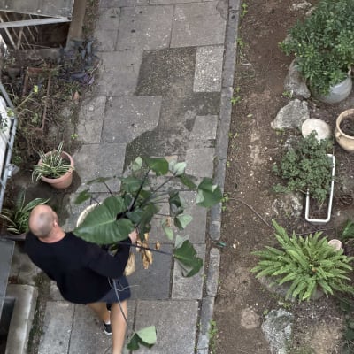 אדם נושא עציץ בגינה