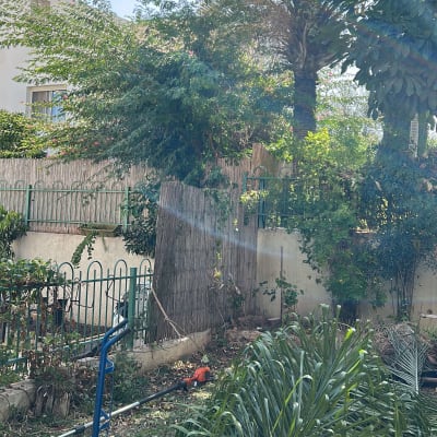 ענפי עץ גזומים וכלי גינון בחצר