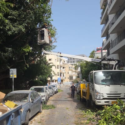 גיזום עצים ברחוב עם משאית ופועלים
