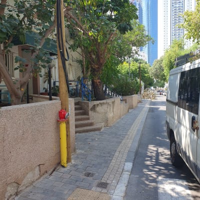 עץ עם ענפים גזומים ליד מדרכה