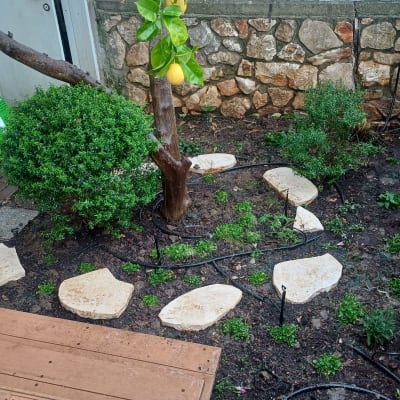 עץ לימון עם אבנים מסביב בגינה מטופחת