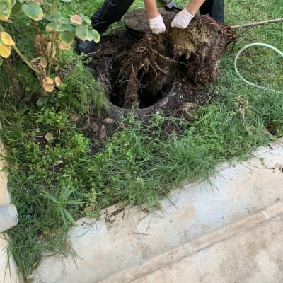 אדם עם כפפות מוציא שורש עץ מהאדמה