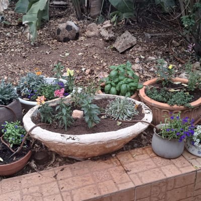 עציצים עם פרחים וצמחים בגינה