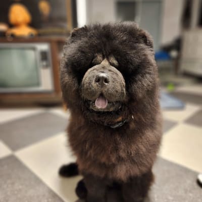 כלב עם פרווה מטופחת עומד על רצפה משובצת