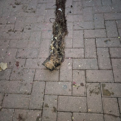 שורש עץ על מדרכה, ייתכן קשור לפינוי עם משאית ואקום