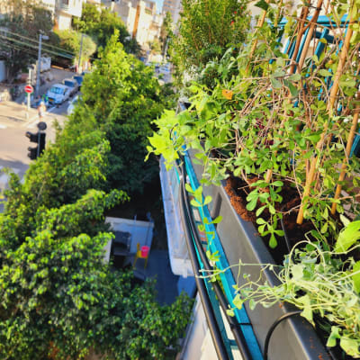 עציצים עם צמחים ירוקים על מעקה מרפסת