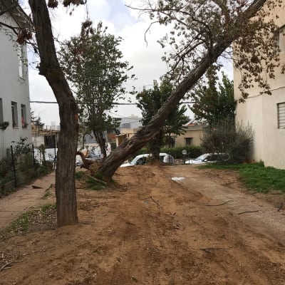 עץ נוטה על מבנה עם ענפים יבשים