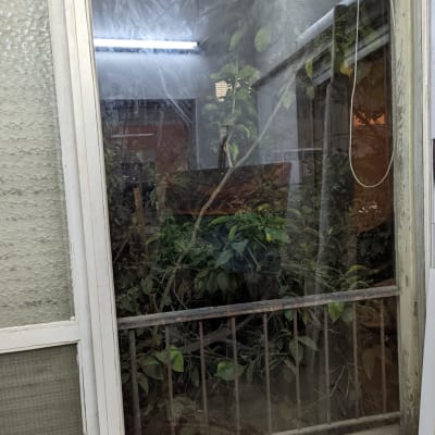 חלון זכוכית עם השתקפות צמחים ואור פלורסנט