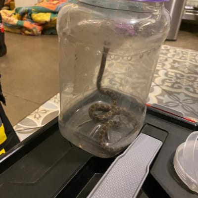 נחש קטן בתוך מיכל פלסטיק שקוף עם מכסה סגול