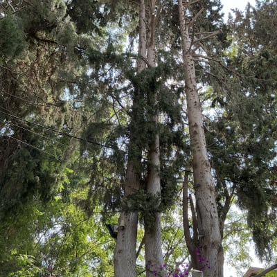 עצים גבוהים עם ענפים ועלים ירוקים, מתאים לגיזום