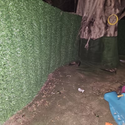 גדר ירוקה מלאכותית ועץ גדול עם חישוק צהוב