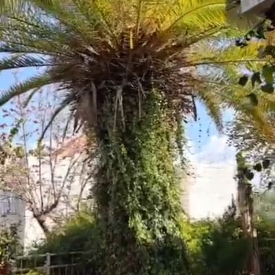 עץ דקל גבוה עם עלים ירוקים בגינה