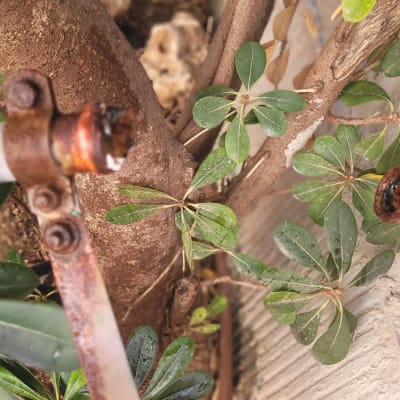 צינורות חלודים עם חיבורים ליד צמחייה