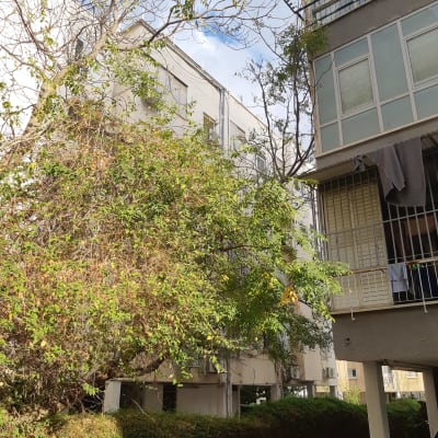 עץ עם ענפים ועלה ירוק ליד בניין