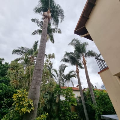 עצים גבוהים עם עלים ירוקים, ללא פעולת גיזום נראית לעין.