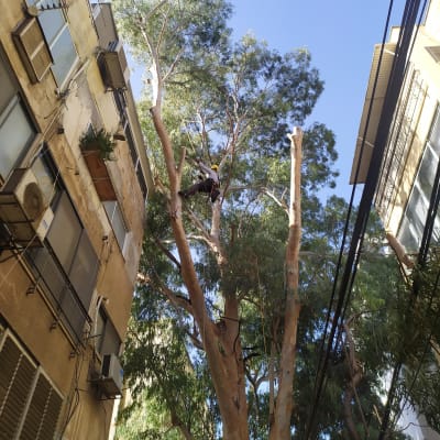 אדם גוזם עץ גבוה עם ציוד בטיחות