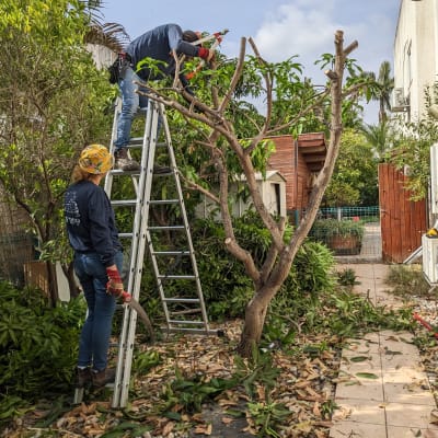 שני אנשים גוזמים עץ עם מסור וסולם בגינה