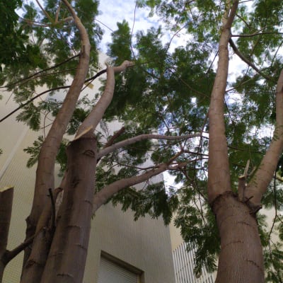 עצים גבוהים עם ענפים גזומים בשמיים כחולים