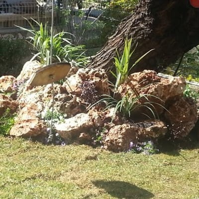 צמחים ירוקים גדלים בין סלעים בגינה