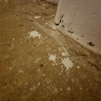 כתמי צבע לבן על רצפה ליד קיר צבוע