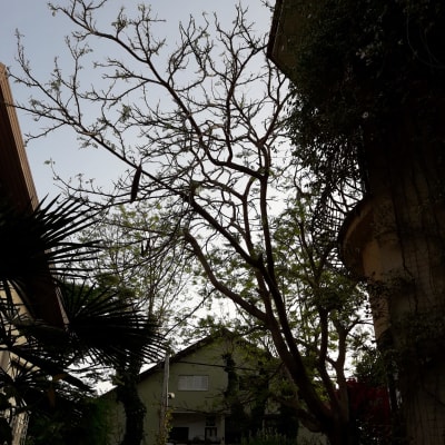 עץ גזום עם ענפים חשופים בשעת בין ערביים