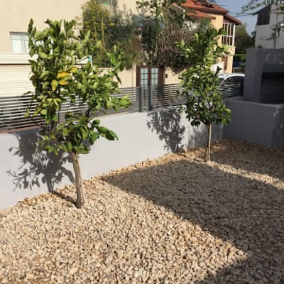 שני עצים קטנים נטועים בחצר עם חיפוי אבנים