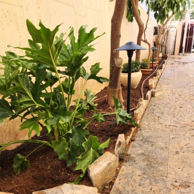 צמחים ירוקים באדמה עם אבנים מסביב