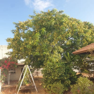 עץ גדול עם עלים ירוקים וצהובים