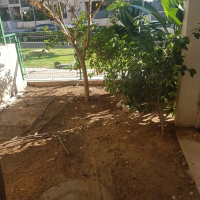 עצים ושיחים בגינה עם אדמה חשופה