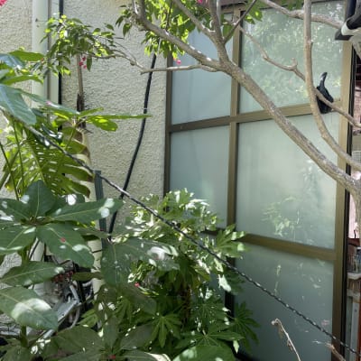 מסגרת אלומיניום לחלון זכוכית חלבית בגינה