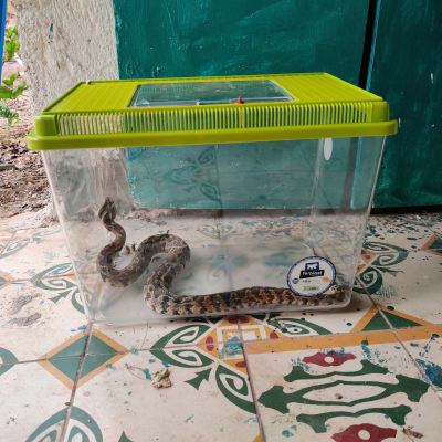 נחש בכלוב פלסטיק שקוף עם מכסה ירוק