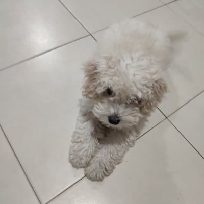 כלב קטן שוכב על רצפה לבנה