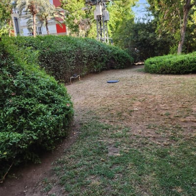 שיחים ירוקים ודשא בגינה ציבורית