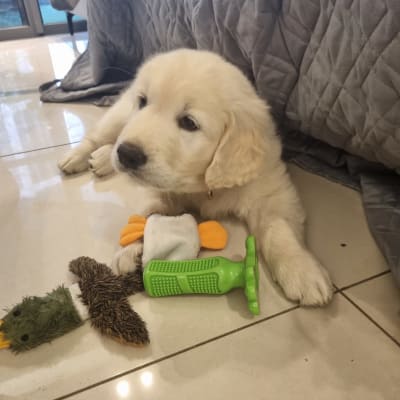 גור כלבים עם צעצועים לאימון כלבים על הרצפה