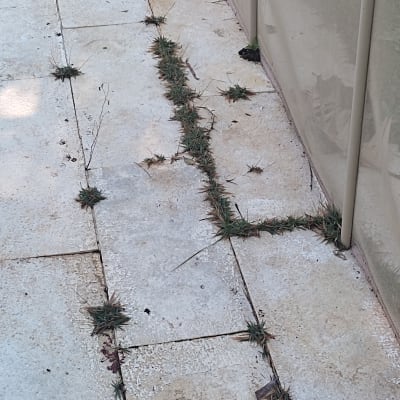 עשבים שוטים בין אריחים על רצפה חיצונית