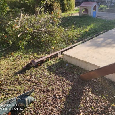 עץ עם פירות כתומים שנפל בגינה