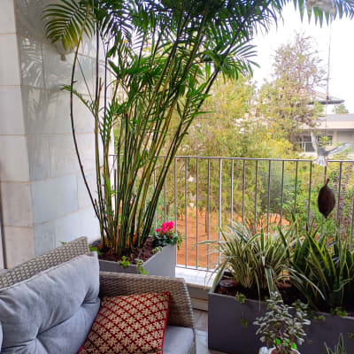 עציצים עם צמחים ירוקים במרפסת