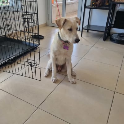 כלב יושב ליד כלוב פתוח על רצפה