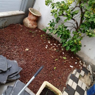 עץ קטן, אדמה חומה, עציץ ריק, כלי גינון