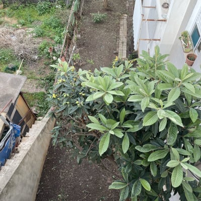 עץ ירוק בגינה עם אדמה חשופה מסביב