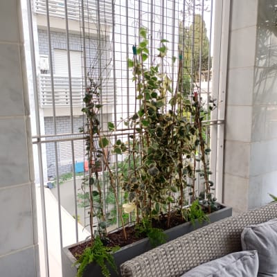 עציצים עם צמחים מטפסים על סורג במרפסת