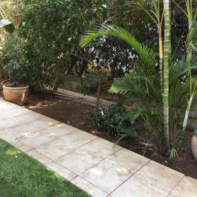 עציצים עם צמחים ירוקים ליד שביל מרוצף