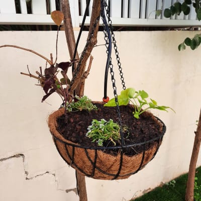 עציץ תלוי עם צמחים קטנים על עץ